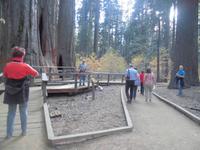 Calaveras Big Trees State Park