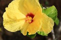 Nationalblume Hawaiis - gelber Hibiskus mit rot