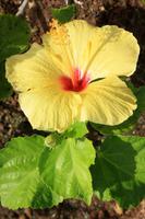 Nationalblume Hawaiis - gelber Hibiskus mit rot