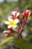 Frangipani