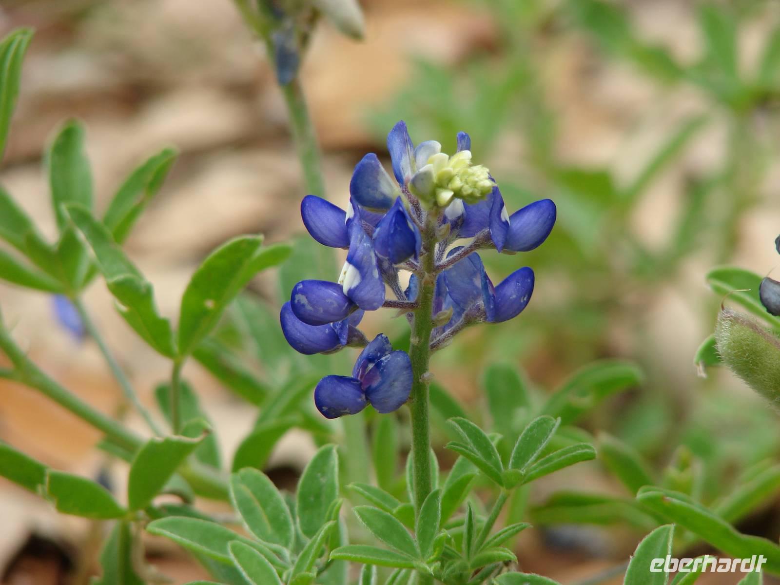 012-Blue Bonnet Nationalblume von Texas (2)