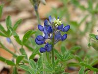 012-Blue Bonnet Nationalblume von Texas (2)