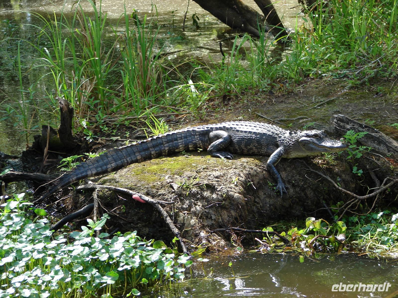 33-Swomp Tour Mississippi (39)