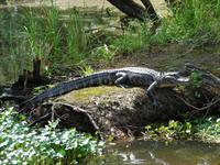 33-Swomp Tour Mississippi (39)