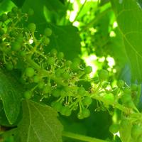 Weinprobe im Napa-Valley