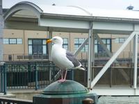 Im Hafen von San Fransisco