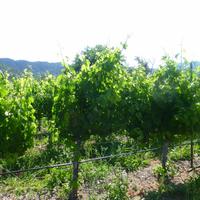 Weinverkostung in Napa