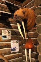 Buffalo Bill Center, Cody