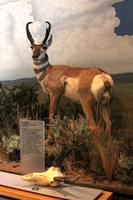 Buffalo Bill Center, Cody