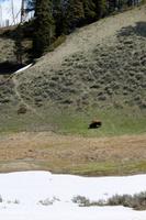 Sichtung des ersten Büffels!