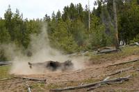 Ein Büffel lässt sich's gut gehen