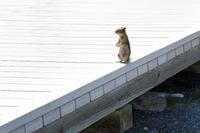 Old Faithful Geysir, Yellowstone Nationalpark