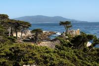 Lone Cypress am 17-Mile Drive, Kalifornien