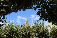 Blick durch die Bäume auf das Rathaus in San Francisco