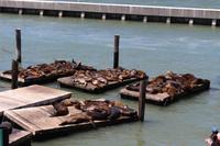 Seelöwen am Peer 39 in San Francisco