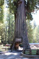 Chandelier Tree