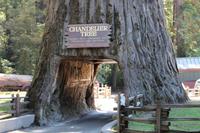 Chandelier Tree