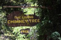 Chimney Tree (Schornstein-Baum)