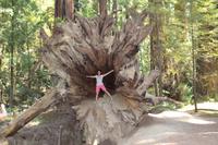 In der Wurzel eines Mammutbaumes