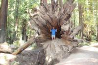 In der Wurzel eines Mammutbaumes