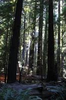 Kleiner Spaziergang im Mammutbaum-Wald