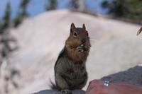 Streifenhörnchen am Crater Lake