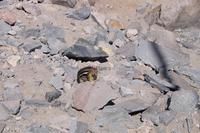 Streifenhörnchen am Crater Lake