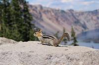 Streifenhörnchen am Crater Lake