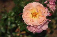 Rosengarten - Portland