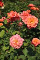 Rosengarten - Portland