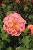 Rosengarten - Portland