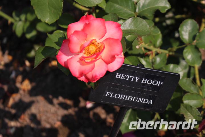 Rosengarten - Portland