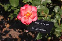 Rosengarten - Portland