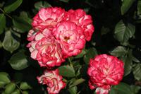 Rosengarten - Portland