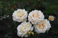 Rosengarten - Portland