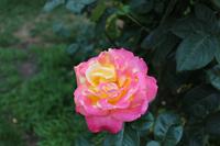 Rosengarten - Portland