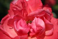 Rosengarten - Portland