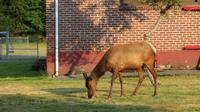 Elk (Wapiti-Hirsch) in Packwood