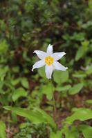 Wanderung am Nisqually Vista Trail