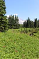 Mount Rainier National Park