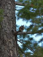 Bryce Canyon - Tierwelt