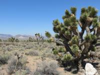 in der Wüste Nevadas