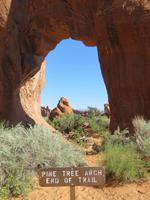 der Pinien Arche im Arches NP