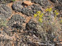 Microflora in der Wüste