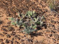 Microflora und Kakteen in der Wüste