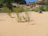 im verlorenen Canyon