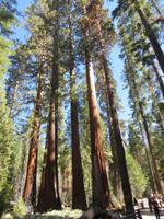 Sequoias
