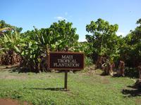 Maui - Tropische Plantage
