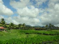 Kauai - Garteninsel