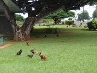Kauai - freilaufende Hühner